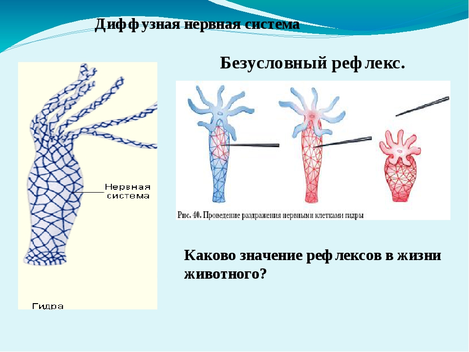 Кракен что за сайт